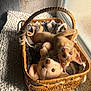 kitten, cat, orange_cat, wicker_basket, plush_toy, teddy_bear, blanket, sunlight, window, cozy, indoor, pet, cute, playful, fur, resting, soft_texture, animal, domestic_cat, feline