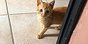 Elie a rejoint le concours — aidez-le/la à gagner de superbes lots ! kitten, cat, orange_cat, tile_floor, doorway, indoor, curious, small, pet, animal, whiskers, ears, young, feline, walking, home, floor, cute, looking, domestic