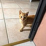kitten, cat, orange_cat, tile_floor, doorway, indoor, curious, small, pet, animal, whiskers, ears, young, feline, walking, home, floor, cute, looking, domestic