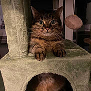 Dobby a rejoint le concours — aidez-le/la à gagner de superbes lots ! cat, cats, tabby_cat, pet, animal, feline, wide_eyed, whiskers, ears, paws, sitting, lounging, cat_tree, scratching_post, pet_furniture, indoor, home, portrait, brown_fur, funny_expression