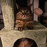 cat, cats, tabby_cat, pet, animal, feline, wide_eyed, whiskers, ears, paws, sitting, lounging, cat_tree, scratching_post, pet_furniture, indoor, home, portrait, brown_fur, funny_expression