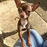 Bambi joined the competition — help win amazing prizes! dog, chihuahua, small_dog, pet, outdoor, sunlight, ears, person, knee, curious, brown, white_chest, short_hair, shadow, concrete, close_up, looking, animal, cute, tiny