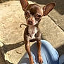 dog, chihuahua, small_dog, pet, outdoor, sunlight, ears, person, knee, curious, brown, white_chest, short_hair, shadow, concrete, close_up, looking, animal, cute, tiny