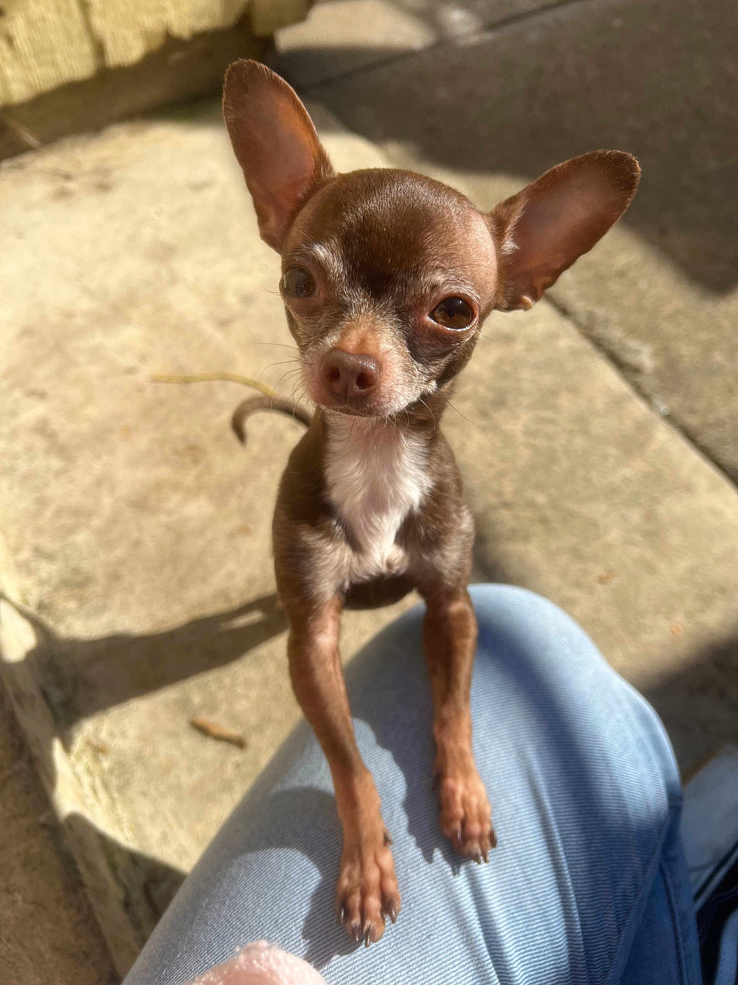 Bambi joined the competition — help win amazing prizes! dog, chihuahua, small_dog, pet, outdoor, sunlight, ears, person, knee, curious, brown, white_chest, short_hair, shadow, concrete, close_up, looking, animal, cute, tiny