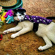 Festus is registered to the contest to win money with this photo: animal, black_and_white_cat, cape, carpet, cat, costume, cute, feline, hat, indoor, laying_down, magic, pet, playful, purple_cape, relaxed, star_pattern, toy, whiskers, wizard_hat
