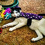 animal, black_and_white_cat, cape, carpet, cat, costume, cute, feline, hat, indoor, laying_down, magic, pet, playful, purple_cape, relaxed, star_pattern, toy, whiskers, wizard_hat