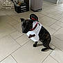 Rio participe au concours pour gagner de l'argent avec cette photo : animal, black, brindle, brown, clothing, costume, crate, cute, dog, festive, home, indoor, kitchen, pet, portrait, sitting, small_dog, snowman, tile_floor, trash_bin