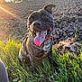 Rio a rejoint le concours — aidez-le/la à gagner de superbes lots ! animal, black, brown, canine, daylight, dog, earth, field, grass, happy, harness, nature, outdoor, pet, rural, smiling, sunflare, sunlight, sunset, tongue_out