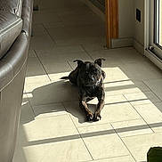 Rio participe au concours pour gagner de l'argent avec cette photo : animal, brindle, calm, couch, dog, door, floor, home, indoor, leather, light, pet, plant, relaxed, room, shadow, shadow_play, sunlight, tile, window