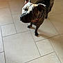 animal, black, brindle, brown, canine, collar, companion, curious, dog, domestic, ears_up, floor, fur, household, indoor, looking_up, pet, shadow, standing, tile