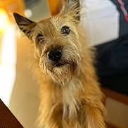 Cactus a rejoint le concours — aidez-le/la à gagner de superbes lots ! dog, pet, scruffy, fur, indoor, closeup, curious, animal, muzzle, ears, whiskers, portrait, brown_fur, canine, looking_up, soft_light, blurry_background, wooden_chair, floor, home