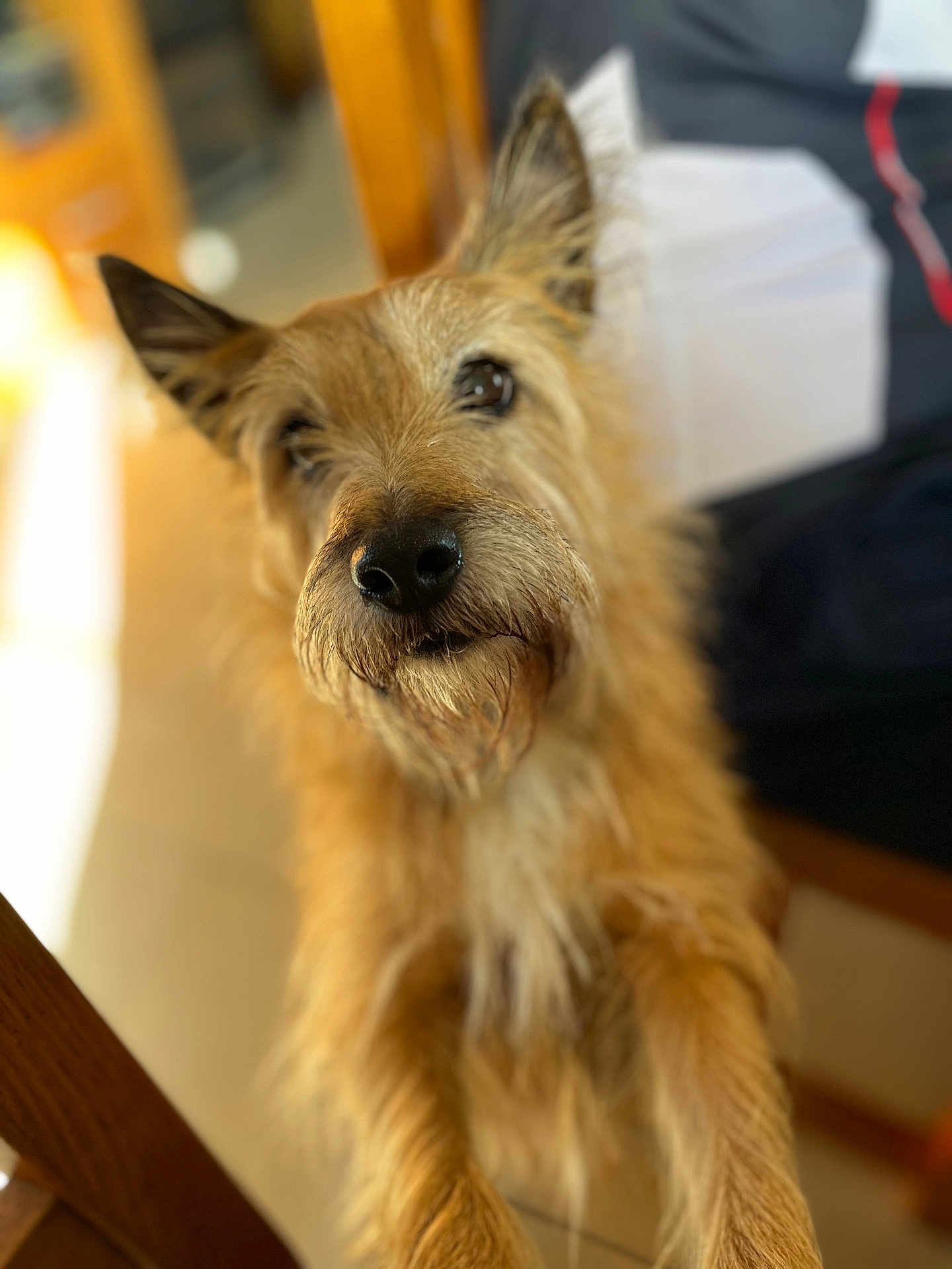 Cactus a rejoint le concours — aidez-le/la à gagner de superbes lots ! dog, pet, scruffy, fur, indoor, closeup, curious, animal, muzzle, ears, whiskers, portrait, brown_fur, canine, looking_up, soft_light, blurry_background, wooden_chair, floor, home