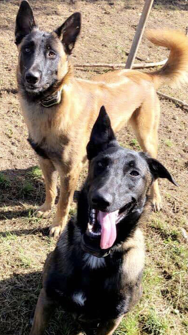 Siah participe au concours pour gagner de l'argent avec cette photo : ancient_dog_breeds, canidae, carnivore, collar, companion_dog, dog, dog_breed, dog_collar, east_european_shepherd, german_shepherd_dog, grass, guard_dog, herding_dog, hunting_dog, snout, soil, sporting_group, terrestrial_animal, working_animal, working_dog