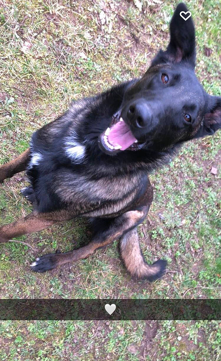 Siah participe au concours pour gagner de l'argent avec cette photo : black_norwegian_elkhound, borador, canidae, carnivore, companion_dog, dog, dog_breed, fur, grass, herding_dog, king_shepherd, plant, sporting_group, terrestrial_animal, working_animal, working_dog