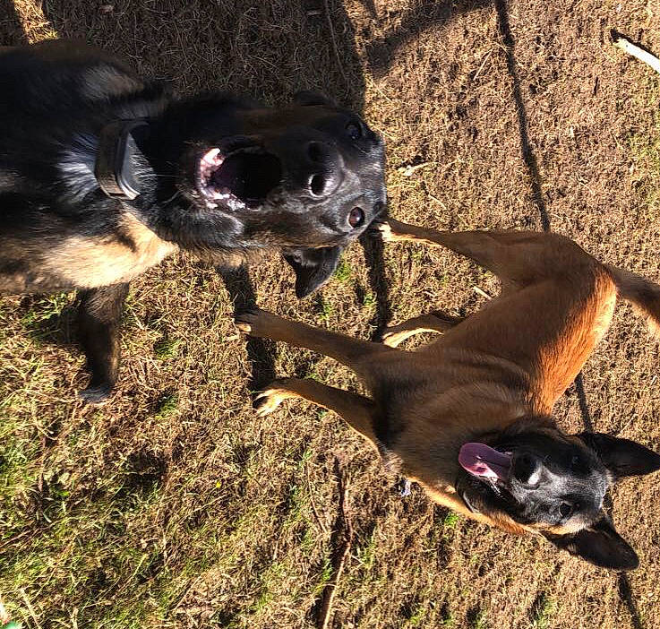 Siah participe au concours pour gagner de l'argent avec cette photo : canidae, carnivore, companion_dog, dog, dog_breed, fur, grass, hunting_dog, leash, shadow, snout, soil, sporting_group, tail, terrestrial_animal, working_animal