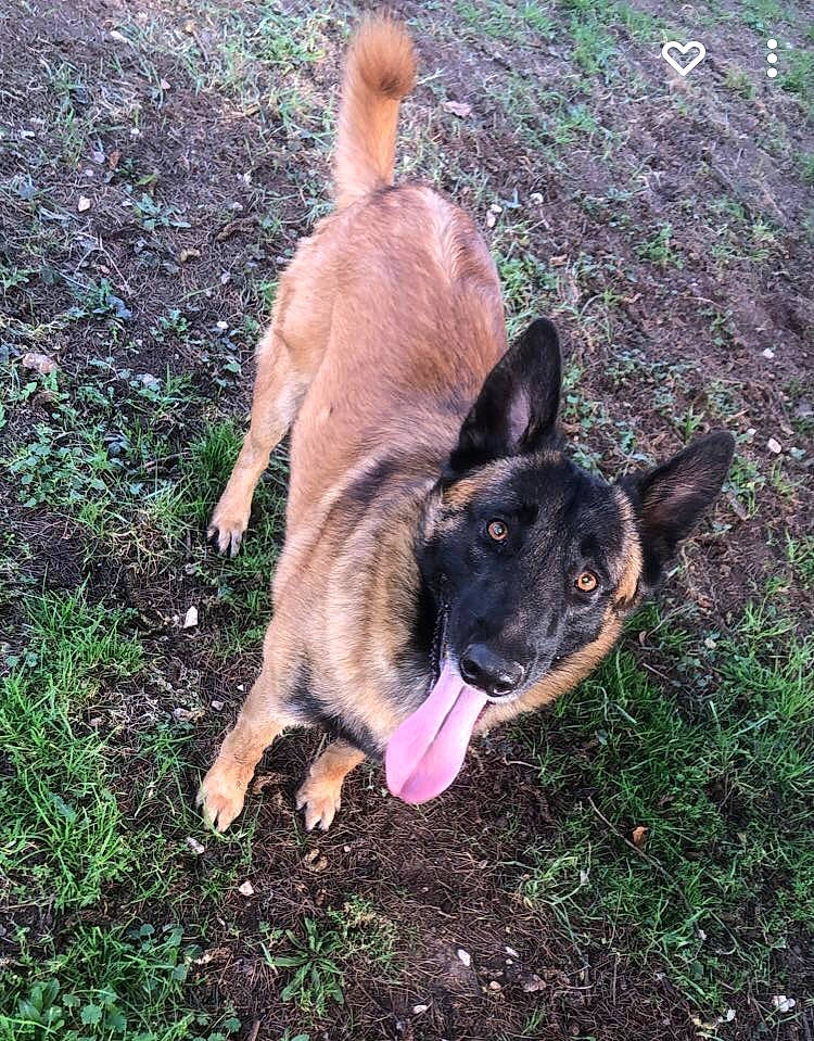 Timba a rejoint le concours — aidez-le/la à gagner de superbes lots ! canidae, carnivore, companion_dog, dog, dog_breed, east_european_shepherd, fawn, foot, german_shepherd_dog, grass, herding_dog, paw, plant, snout, soil, sporting_group, tail, terrestrial_animal, working_animal, working_dog