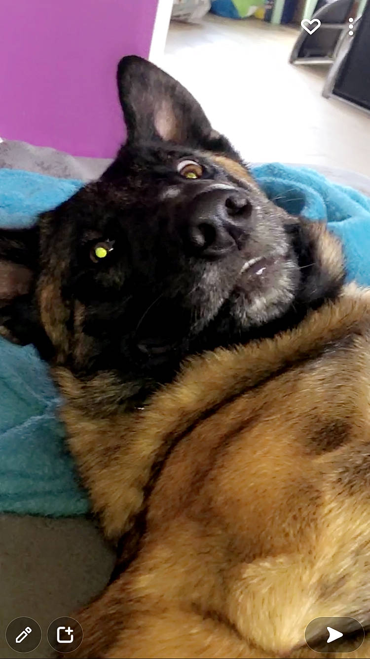 Timba participe au concours pour gagner de l'argent avec cette photo : ancient_dog_breeds, canidae, carnivore, companion_dog, computer_keyboard, dog, dog_breed, east_european_shepherd, fur, german_shepherd_dog, guard_dog, herding_dog, king_shepherd, old_german_shepherd_dog, snout, sporting_group, terrestrial_animal, whiskers, working_animal, working_dog