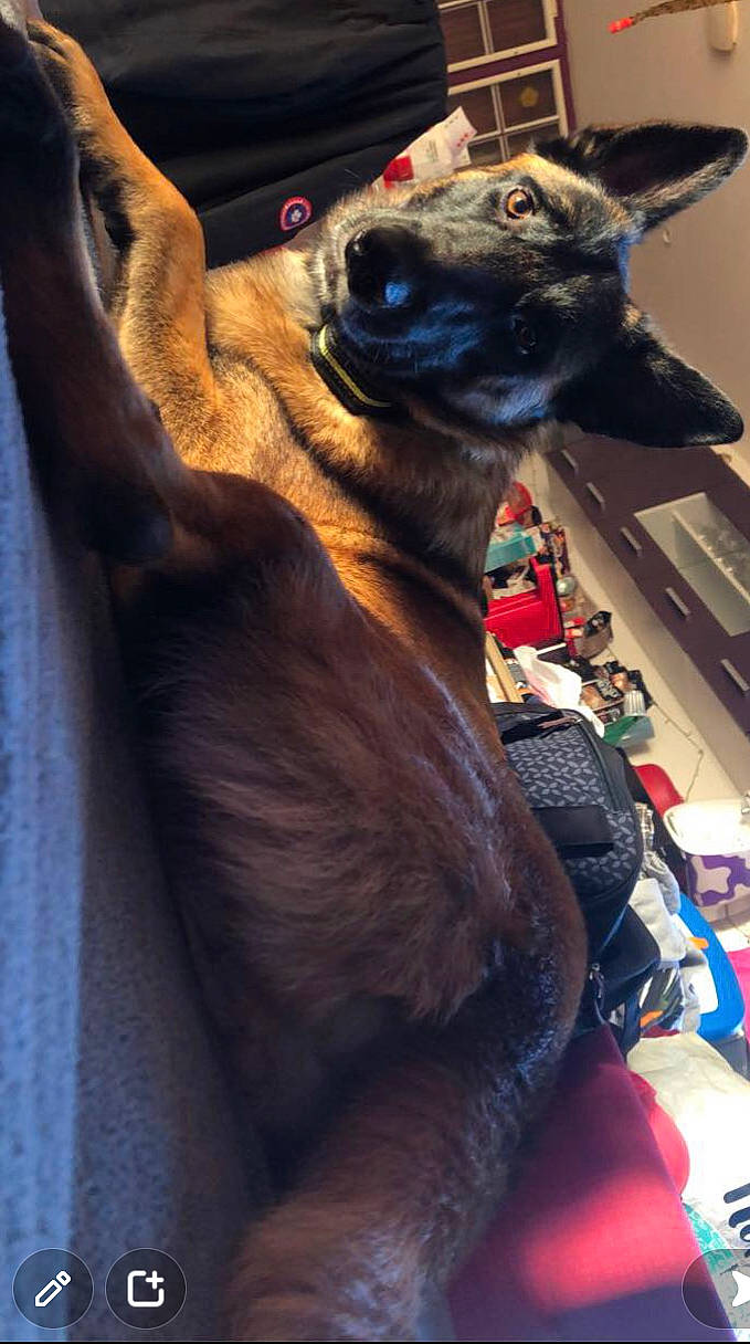 Timba a rejoint le concours — aidez-le/la à gagner de superbes lots ! canidae, carnivore, collar, companion_dog, computer_keyboard, dog, dog_breed, dog_collar, dog_supply, ear, fawn, fur, leash, liver, pet_supply, snout, sporting_group, toy_dog, whiskers, working_animal