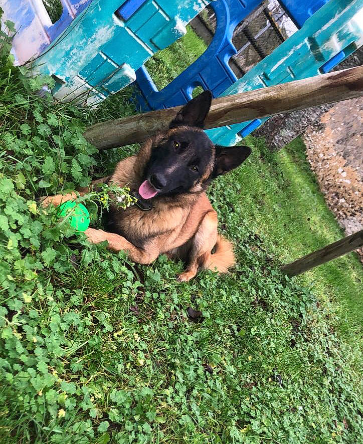 Timba participe au concours pour gagner de l'argent avec cette photo : canidae, carnivore, companion_dog, dog, dog_breed, fawn, garden, grass, green, groundcover, lawn, leisure, plant, shrub, snout, sporting_group, tail, tree, window, working_animal