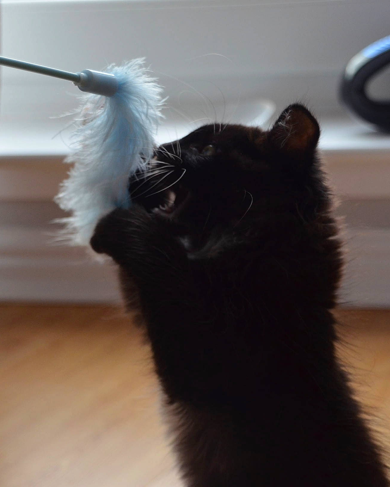 Vail joined the competition — help win amazing prizes! black_cat, canidae, carnivore, cat, ear, felidae, fur, german_spitz_mittel, mammal, pomeranian, small_to_medium_sized_cats, tail, whiskers