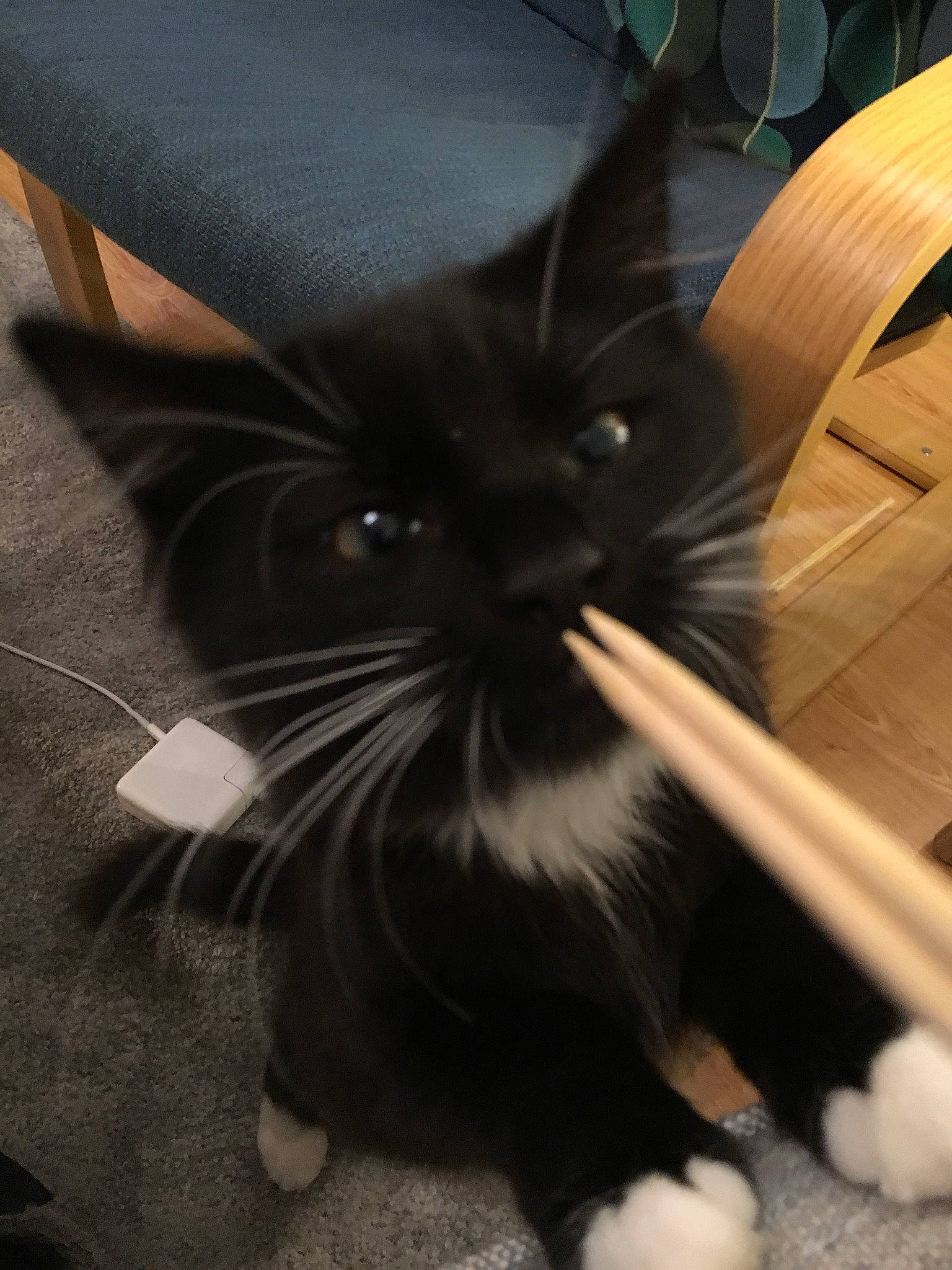 Vail is registered to the contest to win money with this photo: asian, black, black_and_white, black_cat, carnivore, cat, ear, felidae, fur, kitten, norwegian_forest_cat, small_to_medium_sized_cats, snout, tail, whiskers