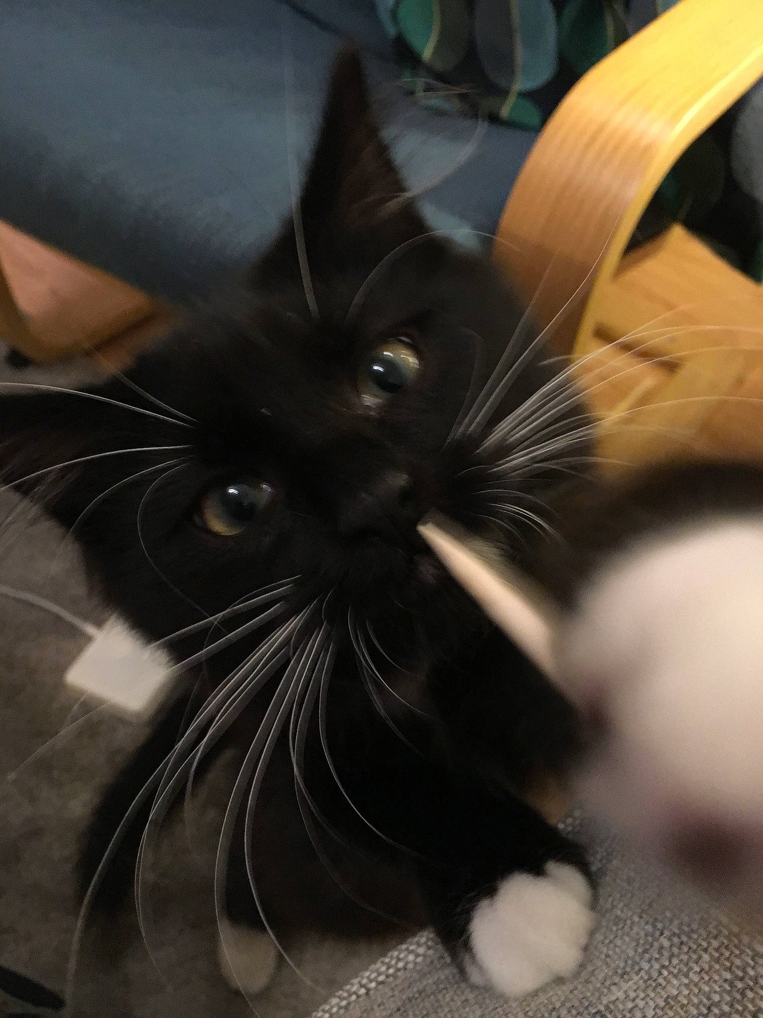 Vail is registered to the contest to win money with this photo: asian, black, black_and_white, black_cat, carnivore, cat, ear, eye, felidae, fur, kitten, norwegian_forest_cat, small_to_medium_sized_cats, snout, whiskers