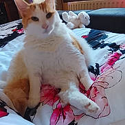 Baloo participe au concours pour gagner de l'argent avec cette photo : animal, bed, bedroom, bedspread, cat, cute, floral_pattern, fluffy, home, indoors, kitten, orange_and_white, pet, portrait, radiator, sitting, stuffed_animal, teddy_bear, whiskers, window