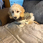 Cali joined the competition — help win amazing prizes! puppy, dog, pet, fluffy, cream_colored, long_hair, leopard_print, outfit, couch, sofa, blanket, indoor, living_room, portrait, sitting, lying_down, animal, cute, brown, white
