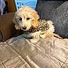 puppy, dog, pet, fluffy, cream_colored, long_hair, leopard_print, outfit, couch, sofa, blanket, indoor, living_room, portrait, sitting, lying_down, animal, cute, brown, white