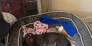 Alaska a rejoint le concours — aidez-le/la à gagner de superbes lots ! dog, puppy, sleeping, dog_bed, blanket, toy, indoor, floor, mirror, handbag, grey_dog, resting, cozy, pet, furniture, comfort, home, decor, relaxing, canine