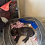 dog, puppy, sleeping, dog_bed, blanket, toy, indoor, floor, mirror, handbag, grey_dog, resting, cozy, pet, furniture, comfort, home, decor, relaxing, canine