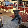 Alaska participe au concours pour gagner de l'argent avec cette photo : puppy, dog, table, outdoor, cafe, chair, umbrella, van, sunlight, pavement, leash, collar, pet, animal, cute, small, sitting, red_chair, daylight, people