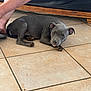 animal, barefoot, calm, companion, cute, dog, ears, floor, gray_dog, human, indoor, legs, looking, paw, pet, puppy, relaxed, resting, tile_floor, young_dog