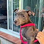 Alaska a rejoint le concours — aidez-le/la à gagner de superbes lots ! casual, companion, curious, dog, domestic, friendly, glass_door, gray_fur, hand, lap, outdoor, person, pet, pink_harness, puppy, reflection, sitting, tile_floor, window, young_dog