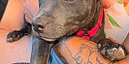 Alaska participe au concours pour gagner de l'argent avec cette photo : animal, arm, casual, closeup, collar, cute, dog, domestic_animal, friendly, gray_dog, outdoor, paw, person, pet, puppy, relaxed, resting, summer, tattoo, wicker_chair