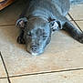 animal, canine, closeup, companion, cozy, dog, ears, floor, gray_dog, home, indoor, laying_down, paw, pet, quiet, relaxed, resting, sleeping, snout, tile_floor