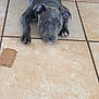 animal, brown_object, curious, cute, dog, domestic_animal, ears, floor_tile, gray, home, indoor, looking_up, lying_down, paws, pet, puppy, resting, small_dog, tile_floor, young_dog