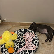 Alaska a rejoint le concours — aidez-le/la à gagner de superbes lots ! puppy, dog, sleeping, floor, tile, pet_bed, blanket, plush_toy, yellow_duck, slipper, indoor, resting, cute, animal, cozy, black_dog, home, quiet, peaceful, relaxation