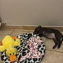 puppy, dog, sleeping, floor, tile, pet_bed, blanket, plush_toy, yellow_duck, slipper, indoor, resting, cute, animal, cozy, black_dog, home, quiet, peaceful, relaxation