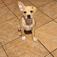 Tigger is registered to the contest to win money with this photo: accessories, animal, boxer, bulldog, canine, chihuahua, dog, flagstone, frenchbulldog, hound, labradorretriever, leash, path, pet, puppy, slate, strap, tile, walkway, whitedog