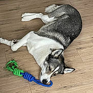 Niky a rejoint le concours — aidez-le/la à gagner de superbes lots ! animal, calm, canine, dog, domestic, ears, floor, fur, home, household, husky, indoor, laying_down, pet, relaxed, resting, rope_toy, snout, toy, wooden_floor