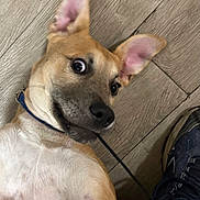 Toby joined the competition — help win amazing prizes! animal, brown_dog, casual, closeup, collar, curious, dog, ear, expression, floor, footwear, indoor, leash, mischievous, pet, playful, sneaker, white_chest, wooden_floor, young_dog