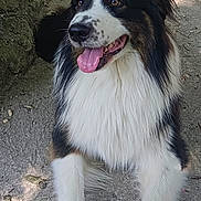 Sky a rejoint le concours — aidez-le/la à gagner de superbes lots ! dog, animal, outdoor, nature, fur, tongue, happy, pet, canine, sitting, forest, trees, sunlight, ground, ears, muzzle, portrait, brown_eyes, white_paws, black_fur