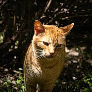 Max joined the competition — help win amazing prizes! alert, animal, cat, curious, daylight, ears, forest, fur, grass, greenery, mammal, nature, orange_tabby, outdoor, predator, shadows, sunlight, walking, whiskers, wildlife