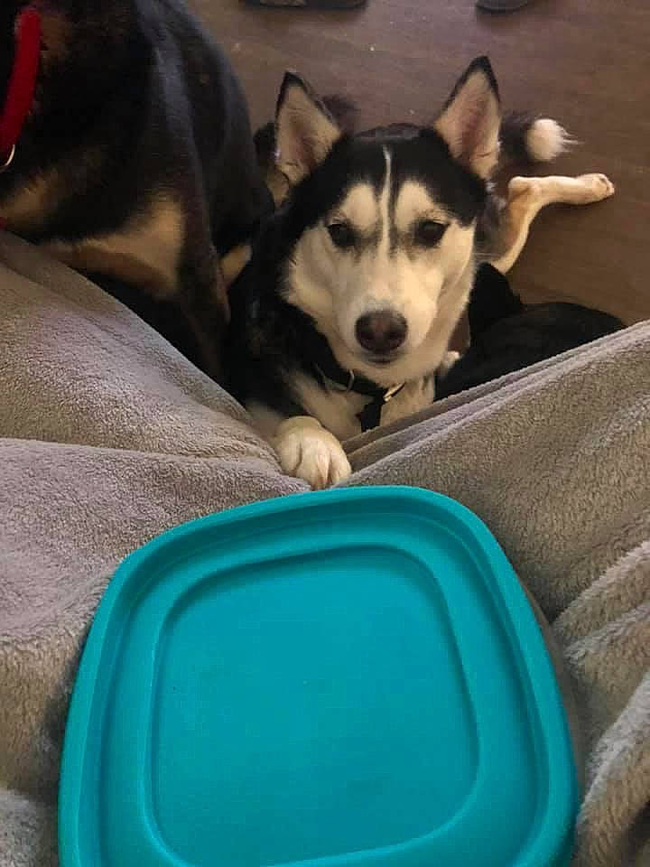 Nova joined the competition — help win amazing prizes! alaskan_malamute, canidae, carnivore, dog, dog_breed, labrador_husky, mammal, miniature_siberian_husky, northern_inuit_dog, nose, sakhalin_husky, seppala_siberian_sleddog, siberian_husky, sled_dog, snout, sporting_group, tamaskan_dog, vertebrate, wolfdog, working_dog