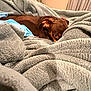 blanket, brown_dog, comfort, cozy, curtains, dog, fabric, fur, furniture, home, indoor, lamp, peeking, pet, relaxation, resting, sleepy, snuggling, soft_texture, warmth