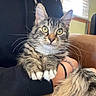 Survy joined the competition — help win amazing prizes! cat, kitten, tabby, green_eyes, whiskers, paws, person, black_hoodie, hand, couch, window, indoor, furry, pet, cute, animal, fur, long_whiskers, holding, cozy