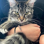 Survy joined the competition — help win amazing prizes! cat, tabby, close_up, green_eyes, whiskers, fur, pet, animal, hand, bracelet, holding, domestic_cat, cute, feline, portrait, indoor, black_background, soft_texture, paw, person