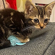 Wish joined the competition — help win amazing prizes! animal, blue, cat, closeup, curious, cute, domestic, feline, fur, gray, indoor, kitten, pet, playful, small, tabby, texture, toy, whiskers, young