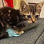 animal, blue, cat, closeup, curious, cute, domestic, feline, fur, gray, indoor, kitten, pet, playful, small, tabby, texture, toy, whiskers, young